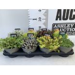 EIGHT VARIOUS EVERGREEN SEDUM IN P14 POTS PLUS VAT TO BE SOLD FOR THE EIGHT