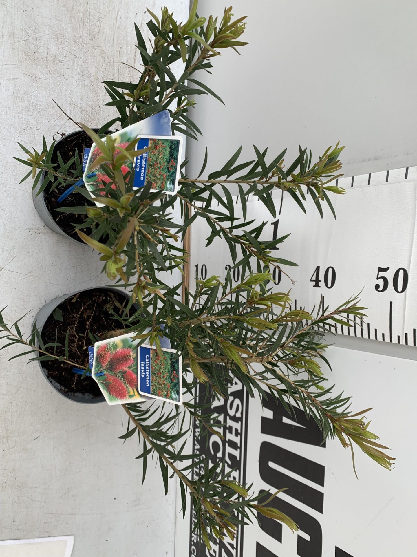 TWO CALLISTEMON LAEVIS IN 2 LTR POTS 50CM TALL PLUS VAT TO BE SOLD FOR THE TWO - Image 3 of 10