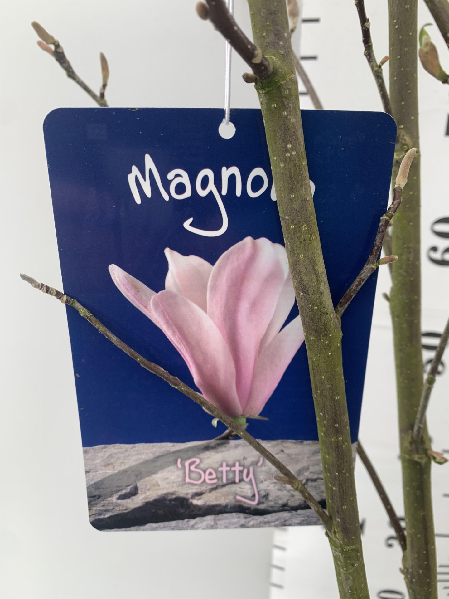 ONE MAGNOLIA PINK 'BETTY' APPROX 120CM IN HEIGHT IN 7 LTR POT PLUS VAT - Image 9 of 12