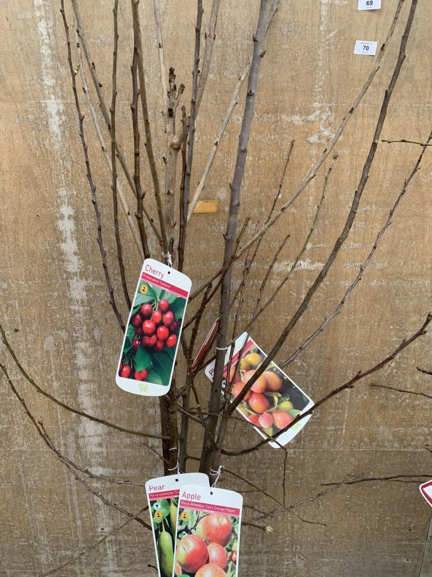 FIVE VARIOUS FRUIT TREES TO INCLUDE AN APPLE, PEAR, CHERRY, PLUM AND DAMSON - Image 4 of 16