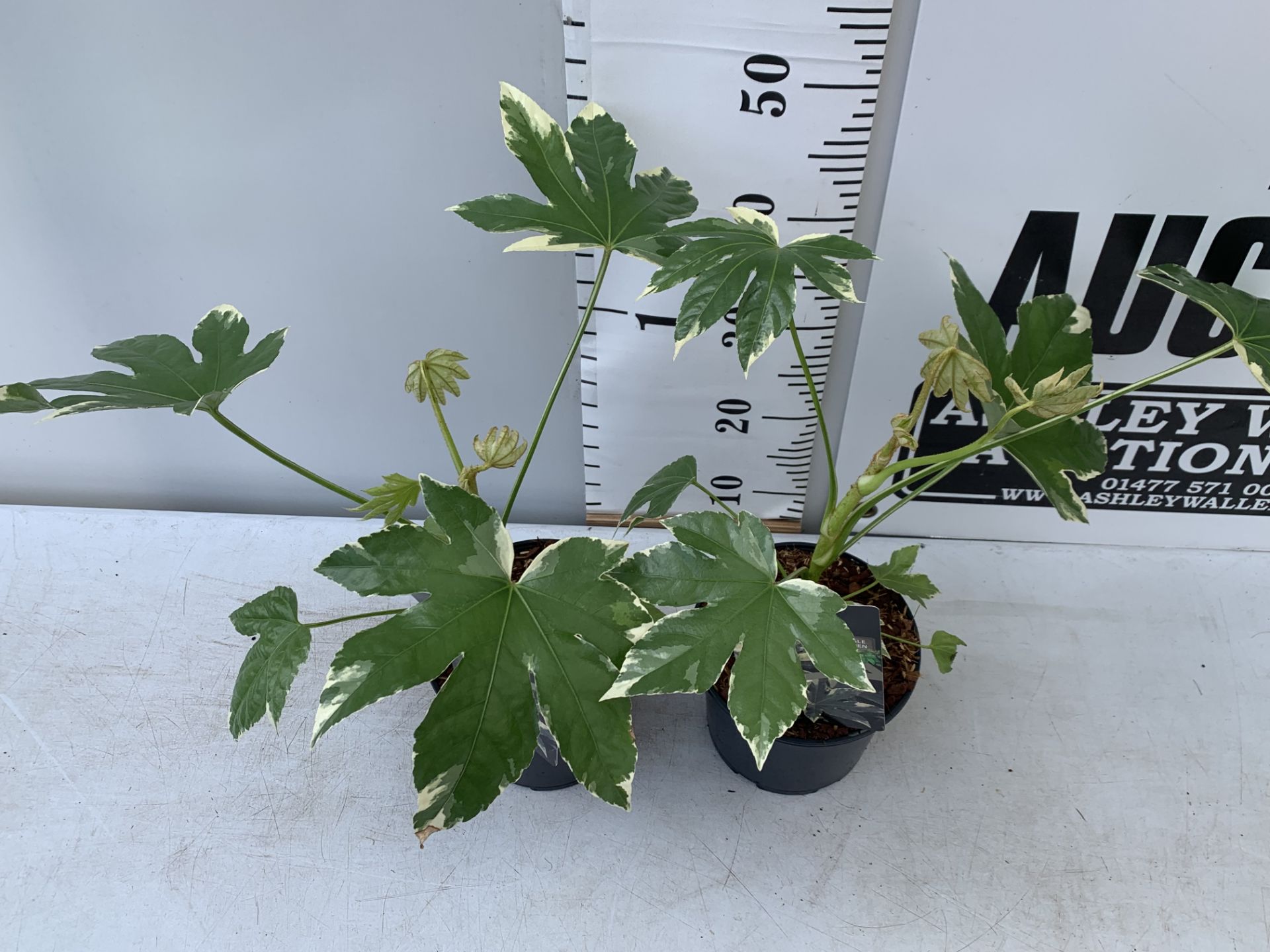 TWO FATSIA JUNGLE GARDEN JAPONICA VARIEGATA IN 2 LTR POTS 50CM TALL PLUS VAT TO BE SOLD FOR THE TWO - Image 3 of 10