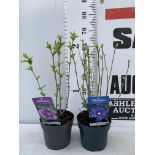 TWO HIBISCUS SYRIACUS MARINA AND ARDENS IN 3 LTR POTS 60CM TALL PLUS VAT TO BE SOLD FOR THE TWO