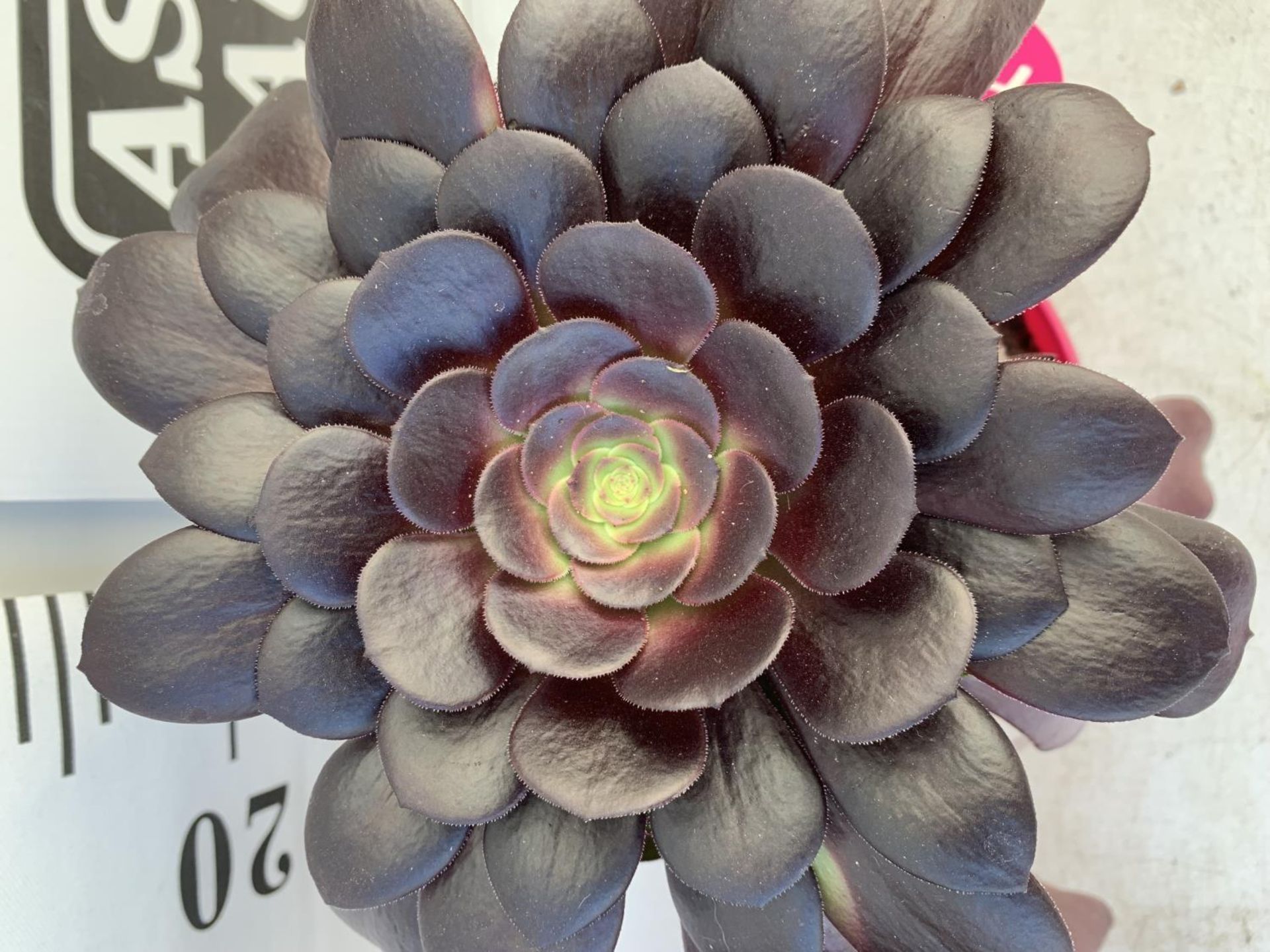 TWO AEONIUM ARBOREUM VELOURS IN 1 LTR POTS 25CM TALL PLUS VAT TO BE SOLD FOR THE TWO - Image 6 of 6