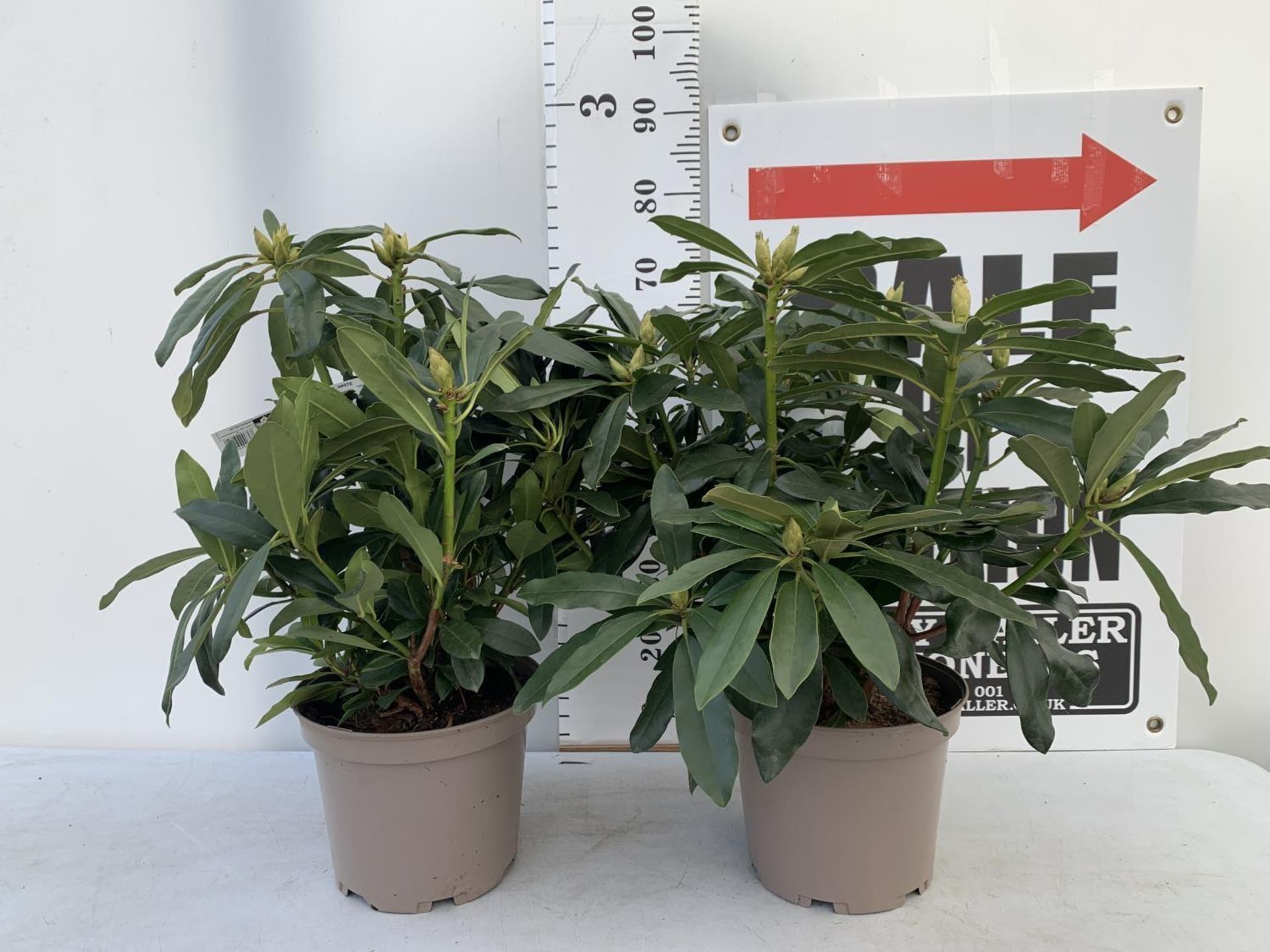 TWO RHODODENDRONS MADAME MASSON WHITE IN 7.5 LTR POTS APPROX 70CM IN HEIGHT PLUS VAT TO BE SOLD - Image 2 of 6