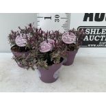 THREE PURPLE HEBES 'HEY BEAUTY' IN 1 LTR POTS PLUS VAT TO BE SOLD FOR THE THREE