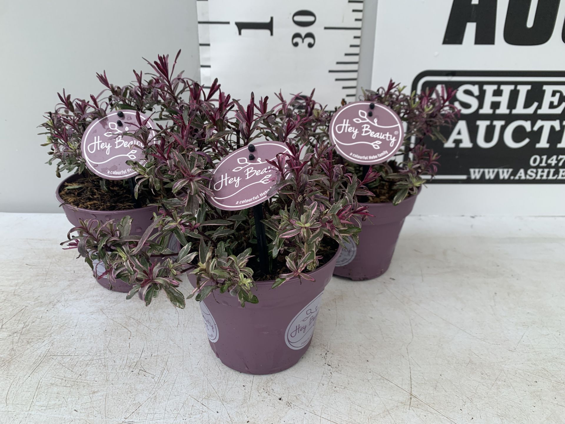 THREE PURPLE HEBES 'HEY BEAUTY' IN 1 LTR POTS PLUS VAT TO BE SOLD FOR THE THREE