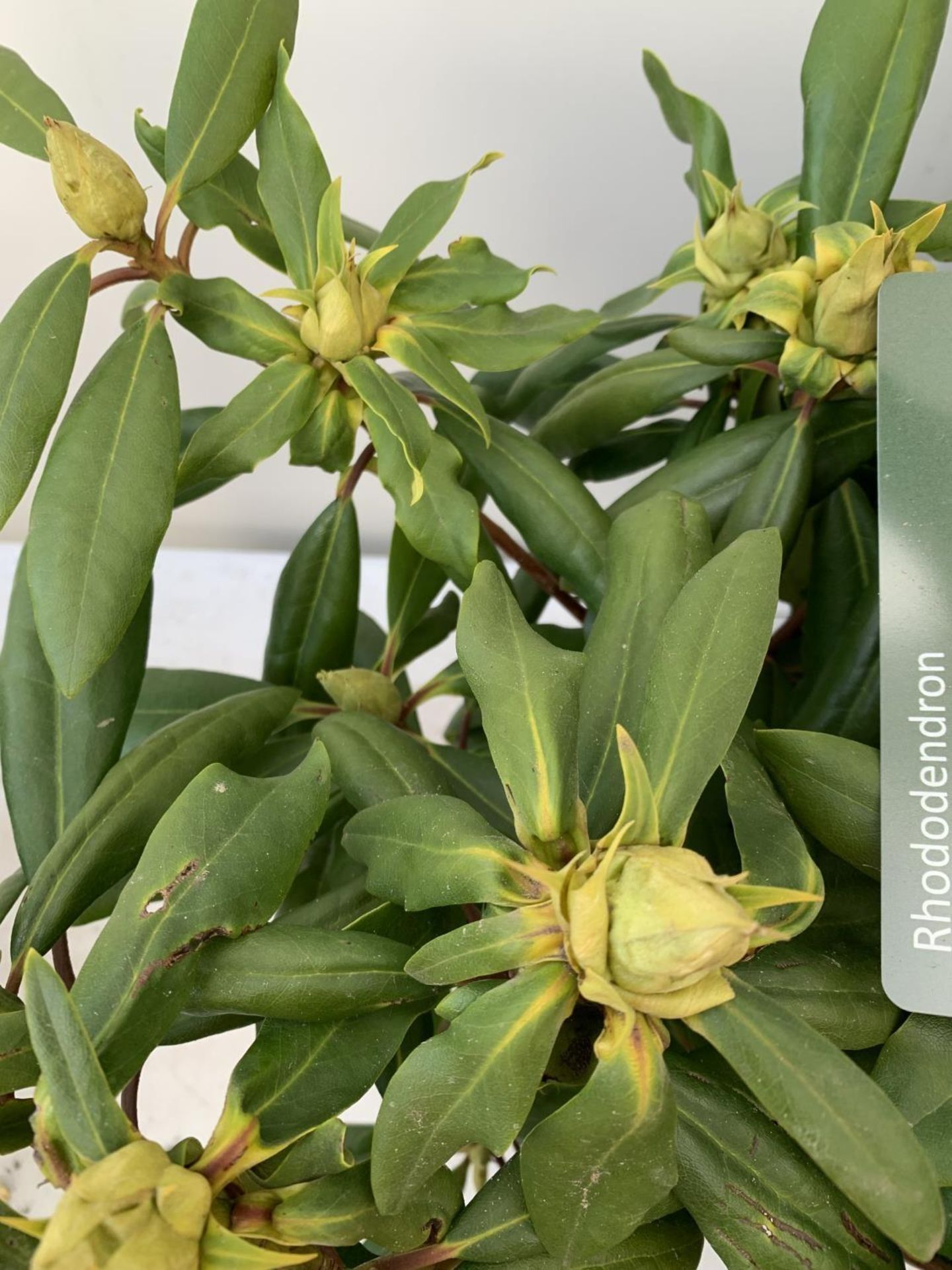 TWO RHODODENDRON PONTICUM AND VARIEGATUM AND MARCEL MENARD IN 5 LTR POTS 60CM TALL PLUS VAT TO BE - Image 10 of 10