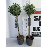 TWO STANDARD EUONYMOUS JAPONICUS KATHY IN 3 LTR POTS 90CM TALL PLUS VAT TO BE SOLD FOR THE TWO