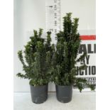 TWO EUONYMUS JAPONICUS OVER 90CM IN HEIGHT IN 7 LTR POTS PLUS VAT TO BE SOLD FOR THE TWO