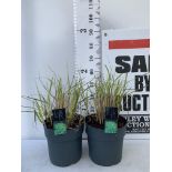 TWO ORNAMENTAL GRASSES MISCANTHUS 'STRICTUS' IN 10 LTR POTS APPROX 60CM IN HEIGHT PLUS VAT TO BE