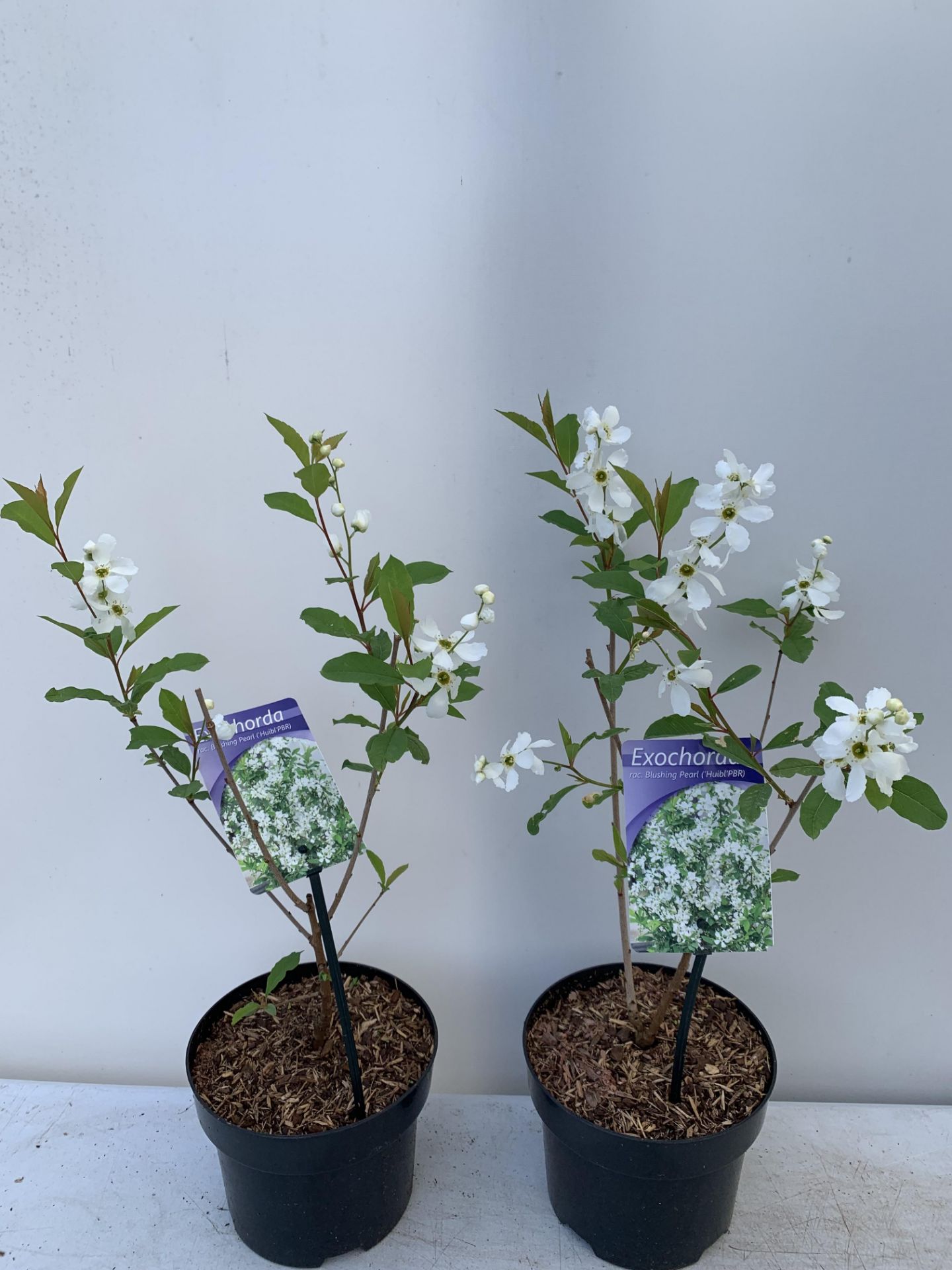 TWO EXOCHORDA BLUSHING PEARL IN 2 LTR POTS APPROX 60CM IN HEIGHT PLUS VAT TO BE SOLD FOR THE TWO - Image 5 of 12