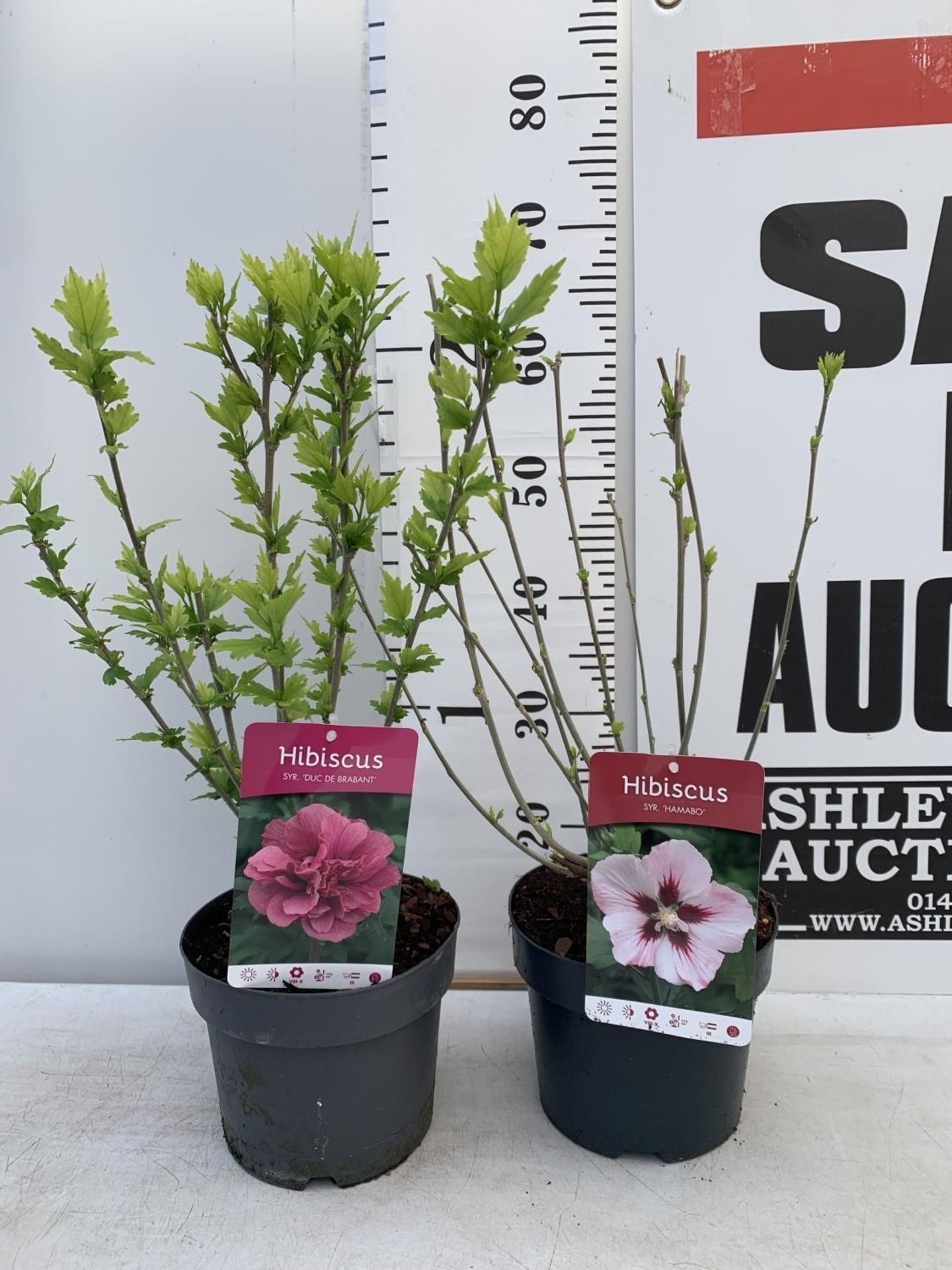 TWO HIBISCUS SYRIACUS DUC DE BRABANT AND HAMABO IN 3 LTR POTS 60CM TALL PLUS VAT TO BE SOLD FOR - Image 2 of 8
