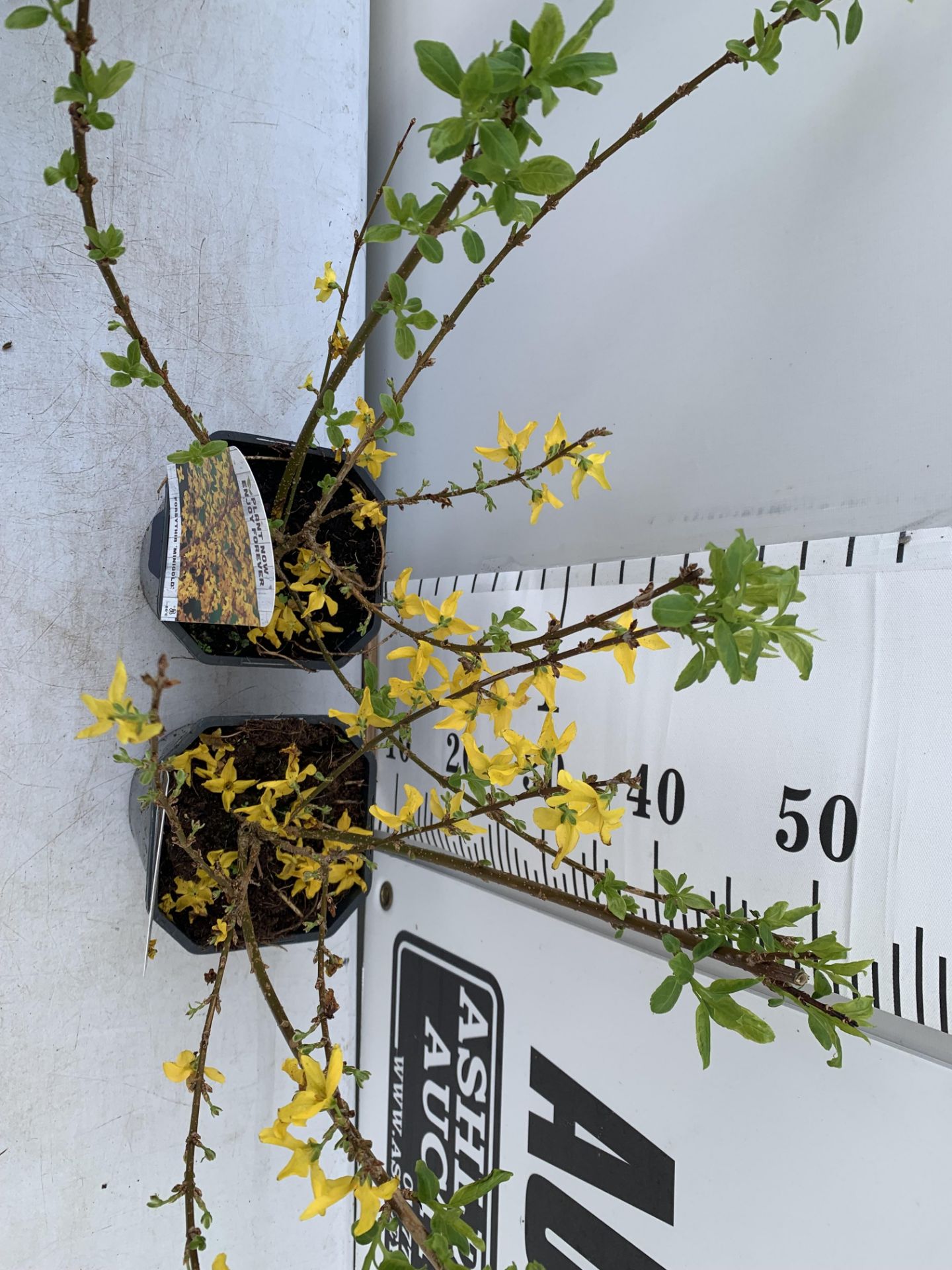 TWO FORSYTHIA MINIGOLD IN TWO LITRE POTS 55CM TALL PLUS VAT TO BE SOLD FOR THE TWO - Image 3 of 8