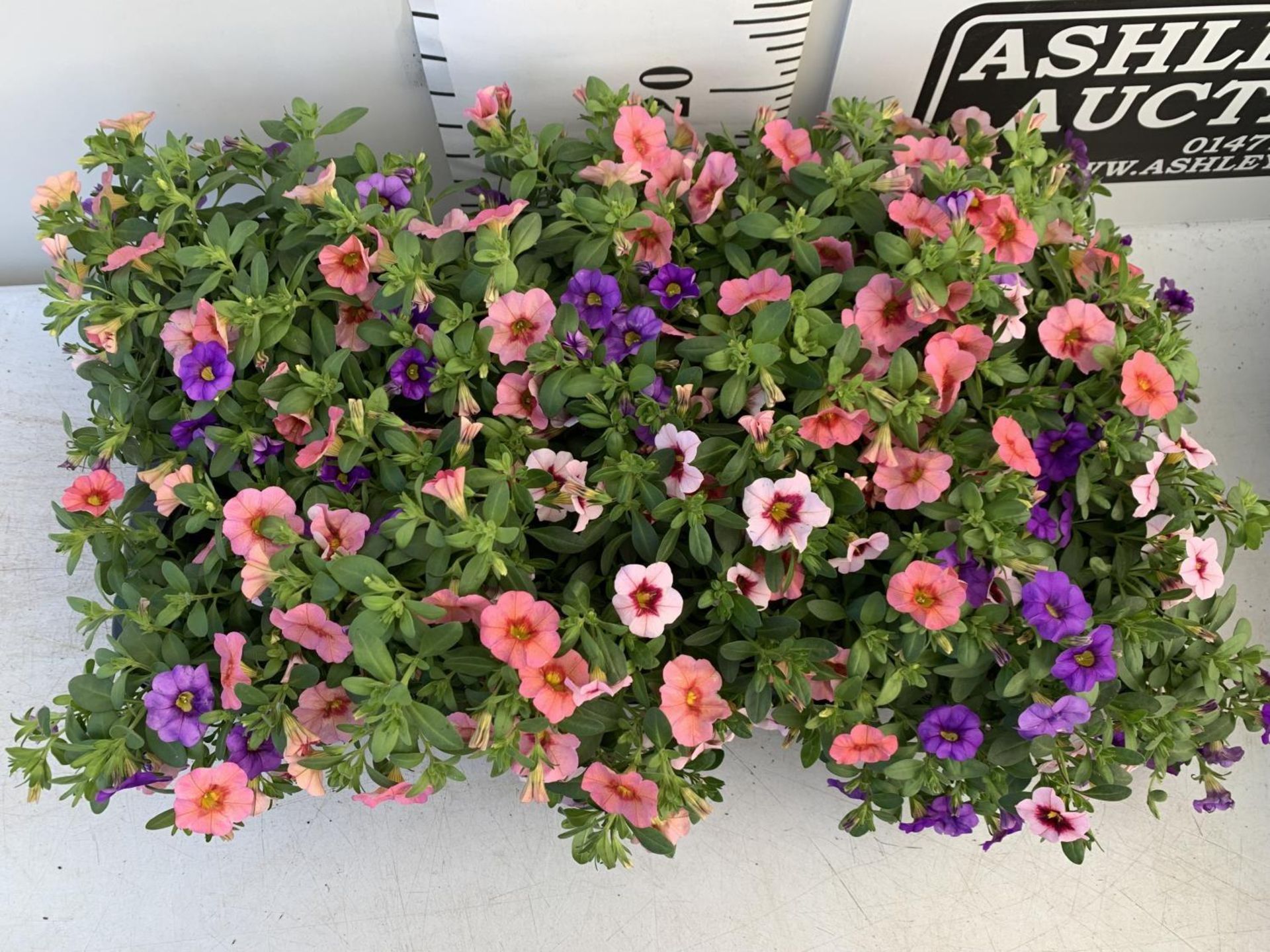 EIGHT POTS CALIBRACHOA TRIOBELLS IN 2 LTR POTS PLUS VAT TO BE SOLD FOR THE EIGHT - Image 4 of 6
