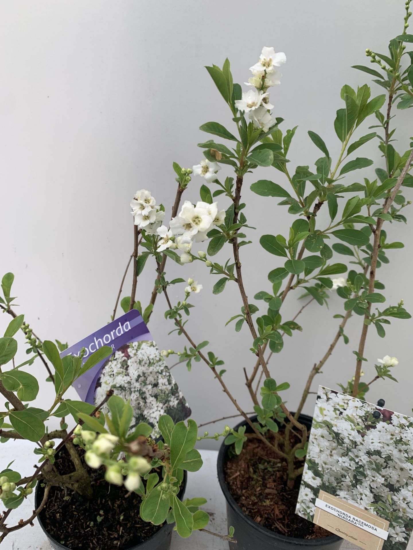 TWO EXOCHORDA RACEMOSA 'NIAGARA' IN 2 LTR POTS APPROX 65CM IN HEIGHT PLUS VAT TO BE SOLD FOR THE TWO - Image 5 of 11