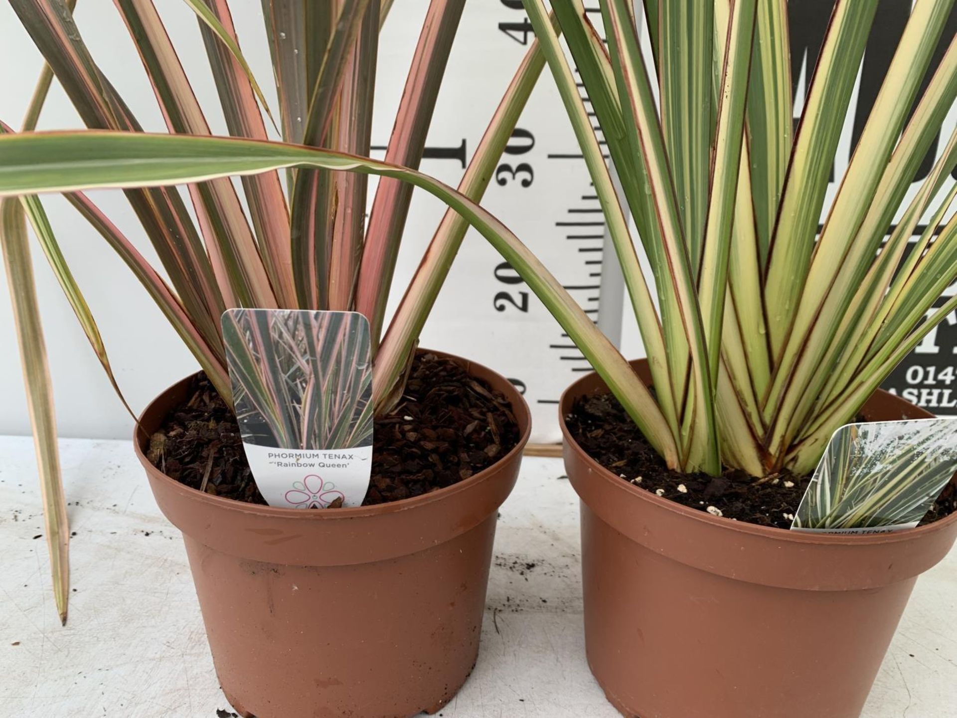 TWO PHORMIUM TENAX PLANTS 'TRICOLOUR' AND 'RAINBOW QUEEN' APPROX ONE METRE IN HEIGHT IN 3LTR POTS - Image 6 of 8