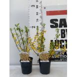 TWO FORSYTHIA MINIGOLD IN TWO LITRE POTS 60CM TALL PLUS VAT TO BE SOLD FOR THE TWO