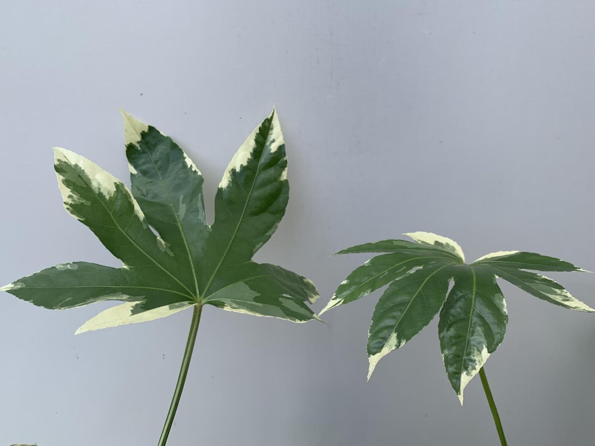 TWO FATSIA JUNGLE GARDEN JAPONICA VARIEGATA IN 2 LTR POTS 50CM TALL PLUS VAT TO BE SOLD FOR THE TWO - Image 10 of 10