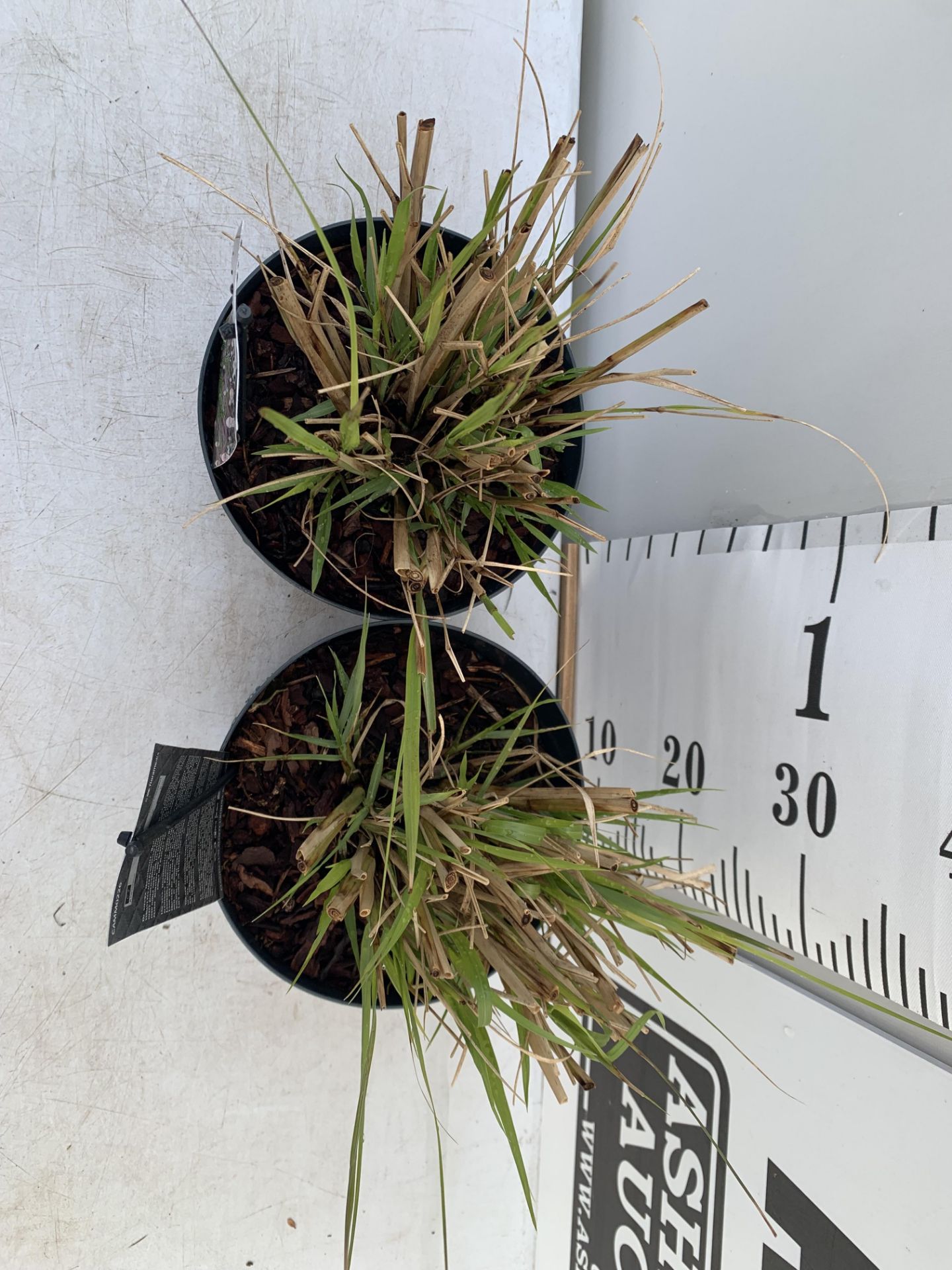 TWO ORNAMENTAL GRASSES PENNISETUM 'REDHEAD' IN 4 LTR POTS APPROX 60CM IN HEIGHT PLUS VAT TO BE - Image 3 of 8