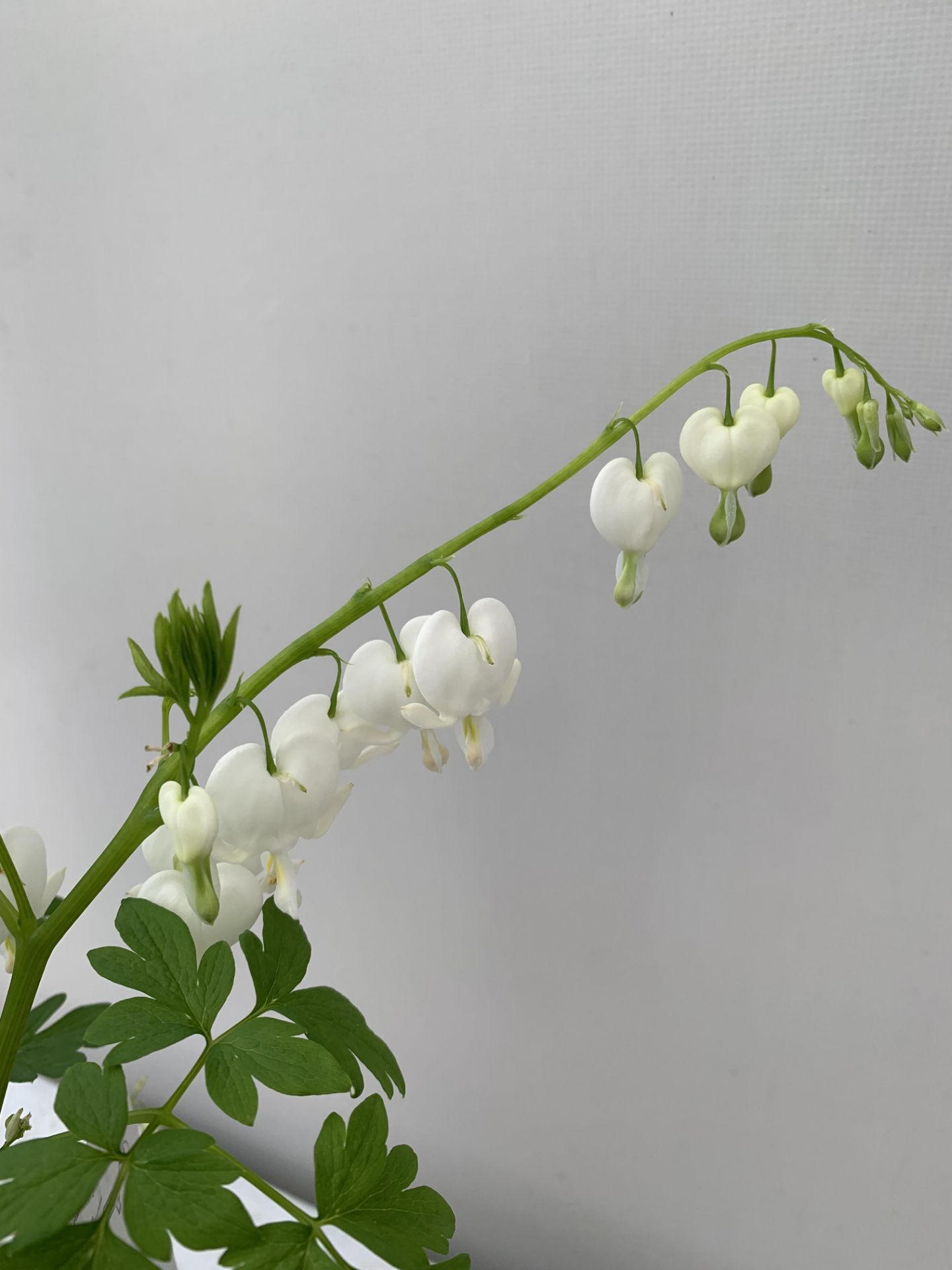 TEN DICENTRA SPECTABILIS 'ALBA' WHITE ON A TRAY PLUS VAT TO BE SOLD FOR THE TEN - Image 7 of 10