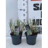 TWO ORNAMENTAL GRASSES MISCANTHUS 'FLAMINGO' IN 4 LTR POTS APPROX 40CM IN HEIGHT PLUS VAT TO BE SOLD