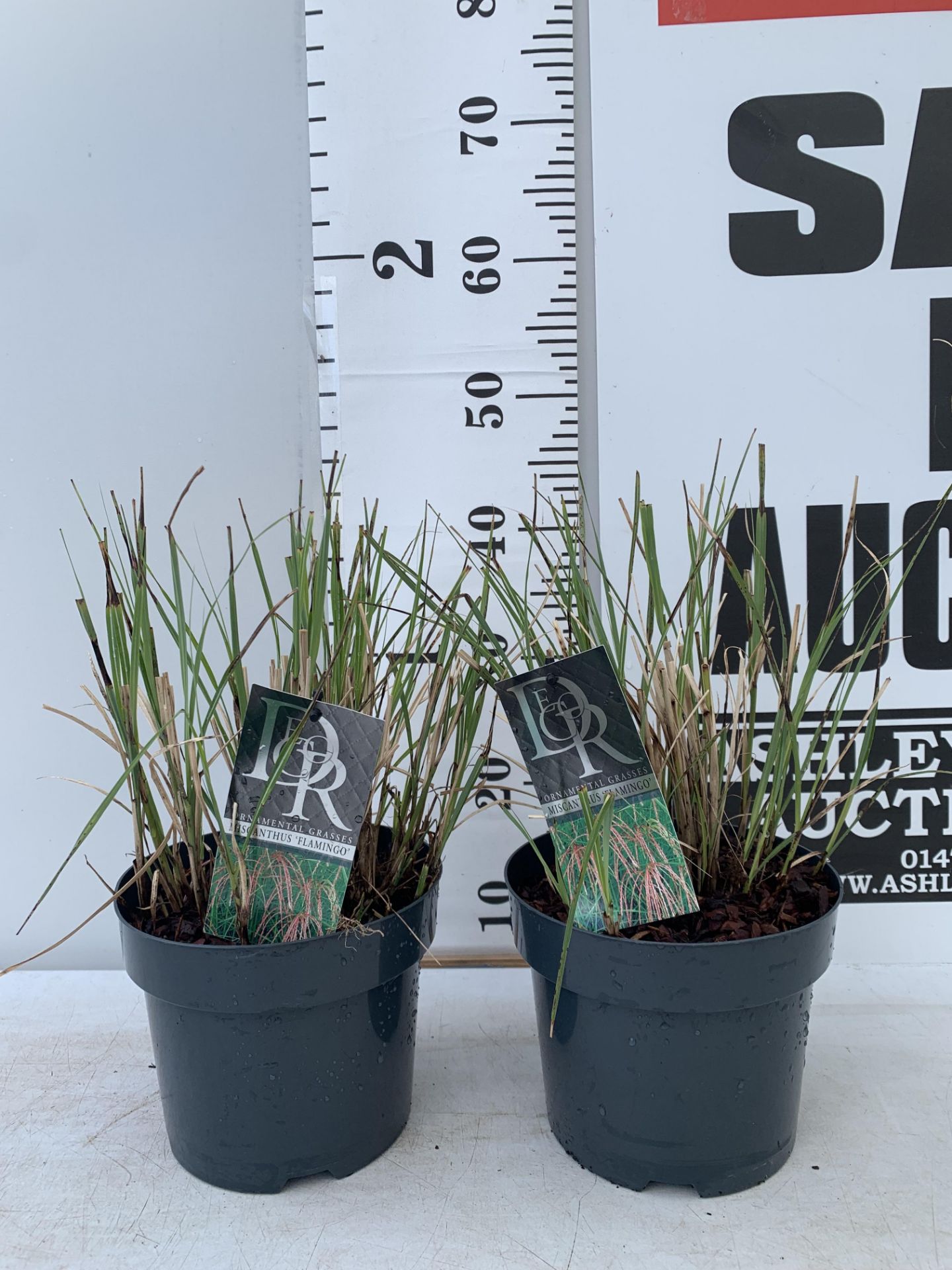 TWO ORNAMENTAL GRASSES MISCANTHUS 'FLAMINGO' IN 4 LTR POTS APPROX 40CM IN HEIGHT PLUS VAT TO BE SOLD