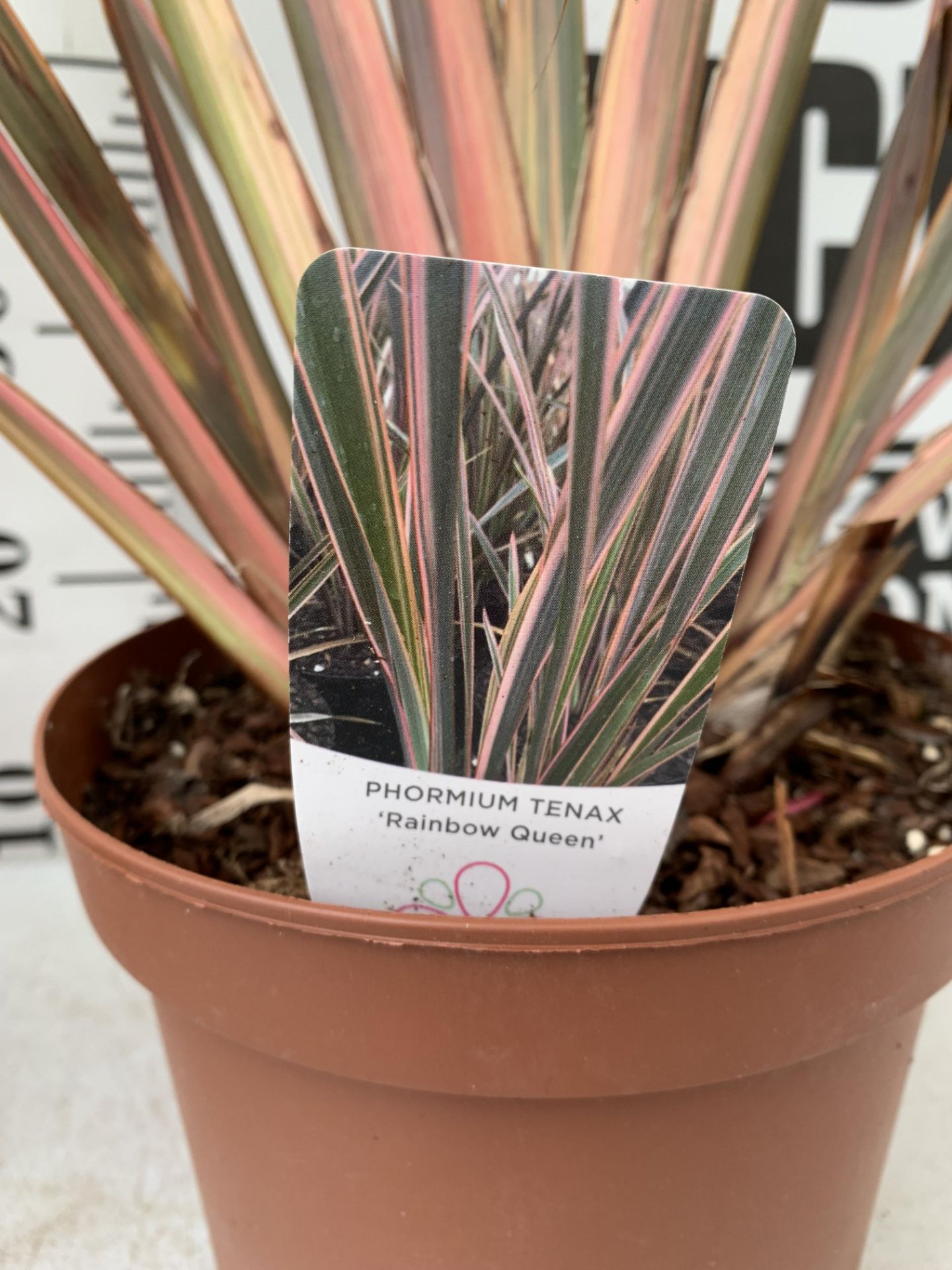 TWO PHORMIUM TENAX 'RAINBOW QUEEN' IN 3 LTR POTS APPROX 1M IN HEIGHT PLUS VAT TO BE SOLD FOR THE TWO - Image 10 of 12