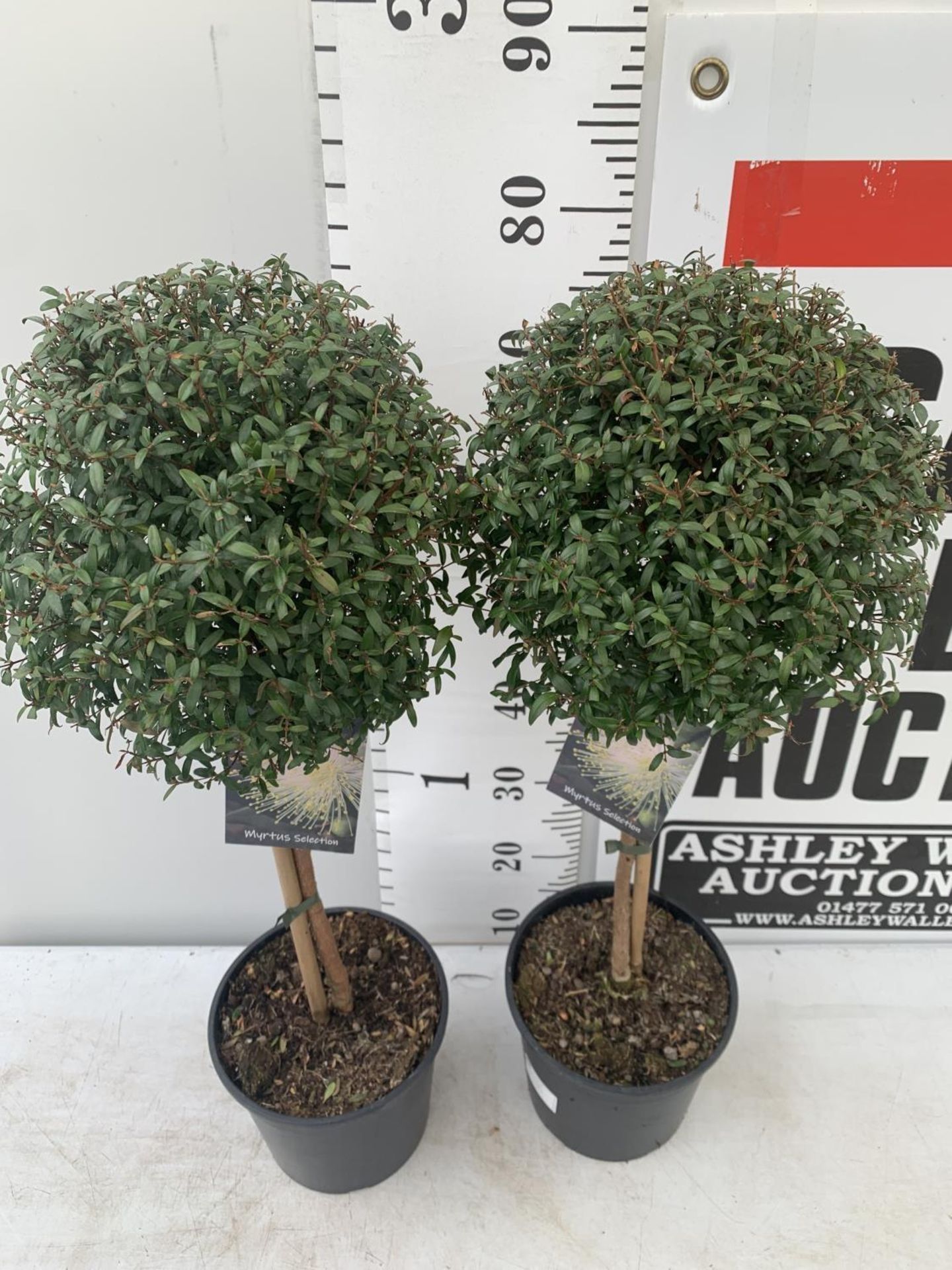 TWO MYRTUS SELECTION STANDARD TREES APPROX 85CM IN HEIGHT IN 2 LTR POTS PLUS VAT TO BE SOLD FOR - Image 4 of 8