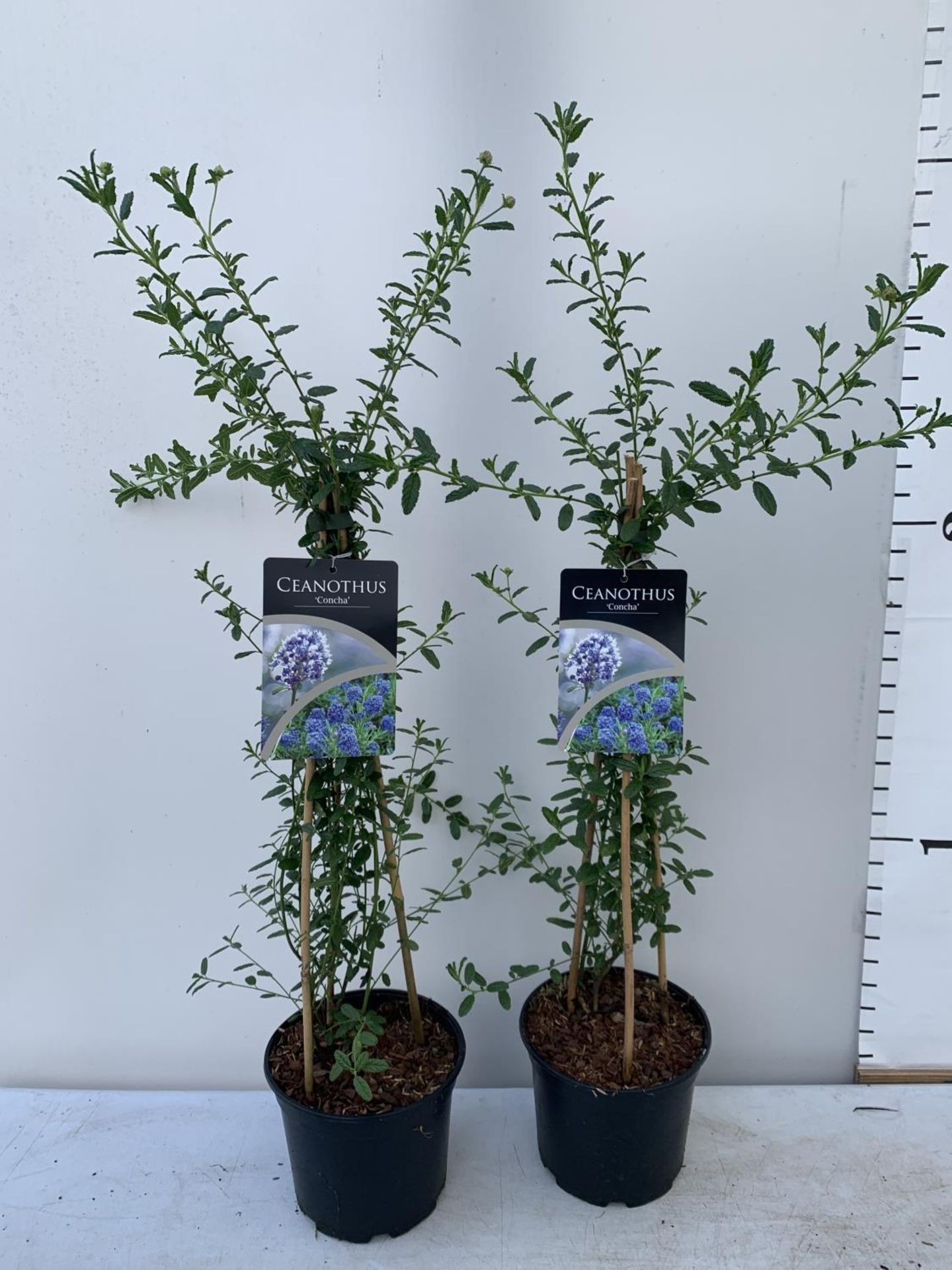 TWO CEANOTHUS CONCHA ON A PYRAMID FRAME 90CM TALL PLUS VAT TO BE SOLD FOR THE TWO - Bild 4 aus 8