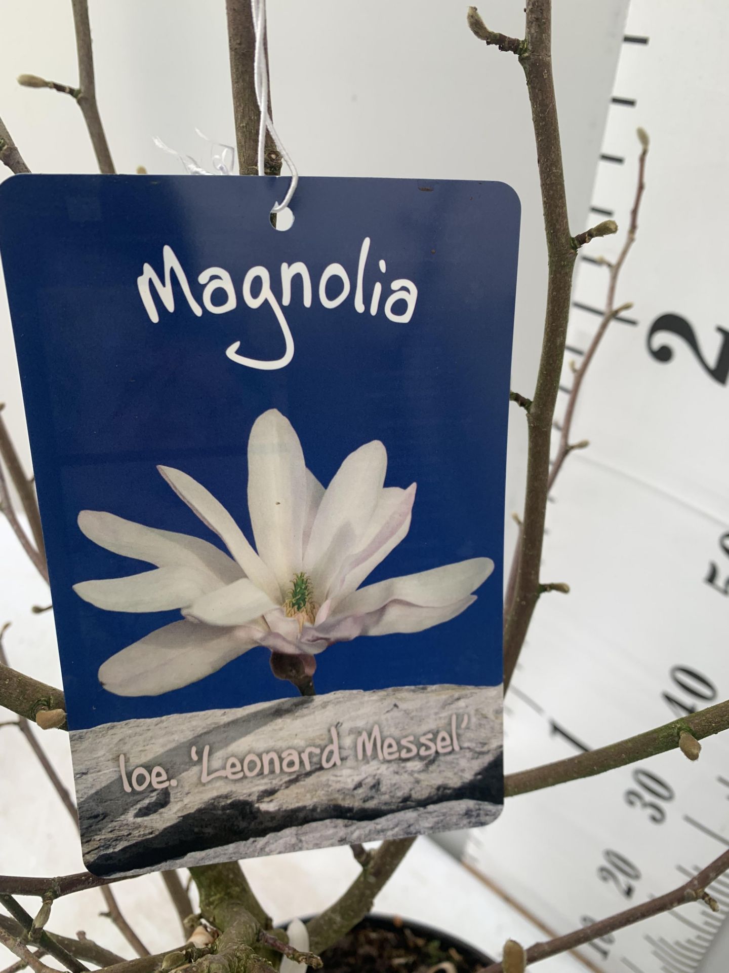 ONE MAGNOLIA LOEBNERI WHITE 'LEONARD MESSEL' APPROX 120CM IN HEIGHT IN 7 LTR POT PLUS VAT - Image 8 of 10