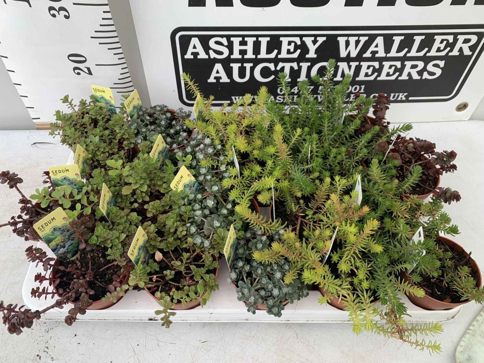 TWENTY MIXED SEDUMS ON A TRAY PLUS VAT TO BE SOLD FOR THE TWENTY - Image 6 of 10