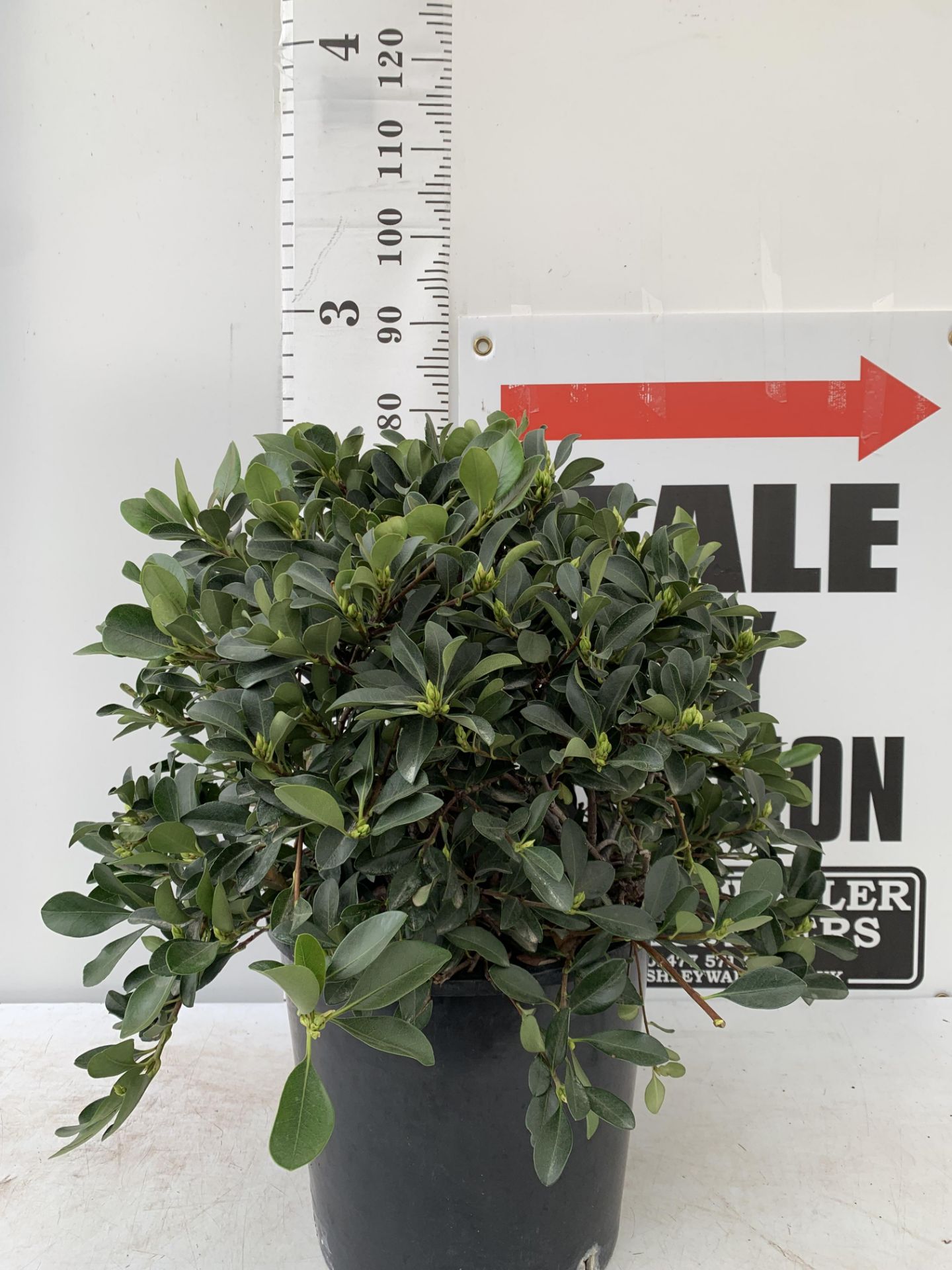 ONE RHAPHIOLEPIS UMBELLATA BUSH APPROX 80CM IN HEIGHT IN A 15 LTR POT PLUS VAT