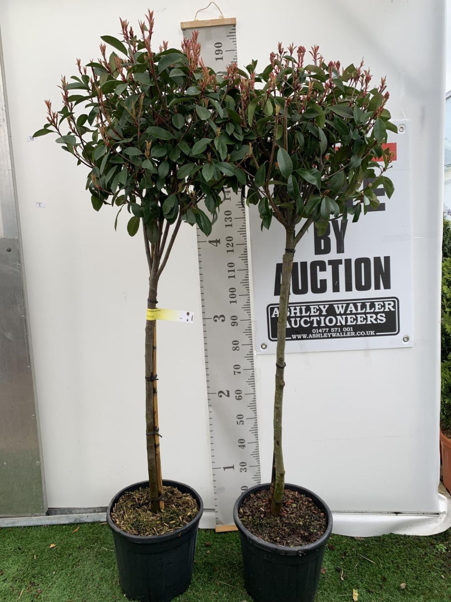 TWO PHOTINIA FRASERI 'RED ROBIN' STANDARD TREES APPROX 180CM IN HEIGHT IN 15 LTR POTS PLUS VAT TO BE - Image 4 of 12