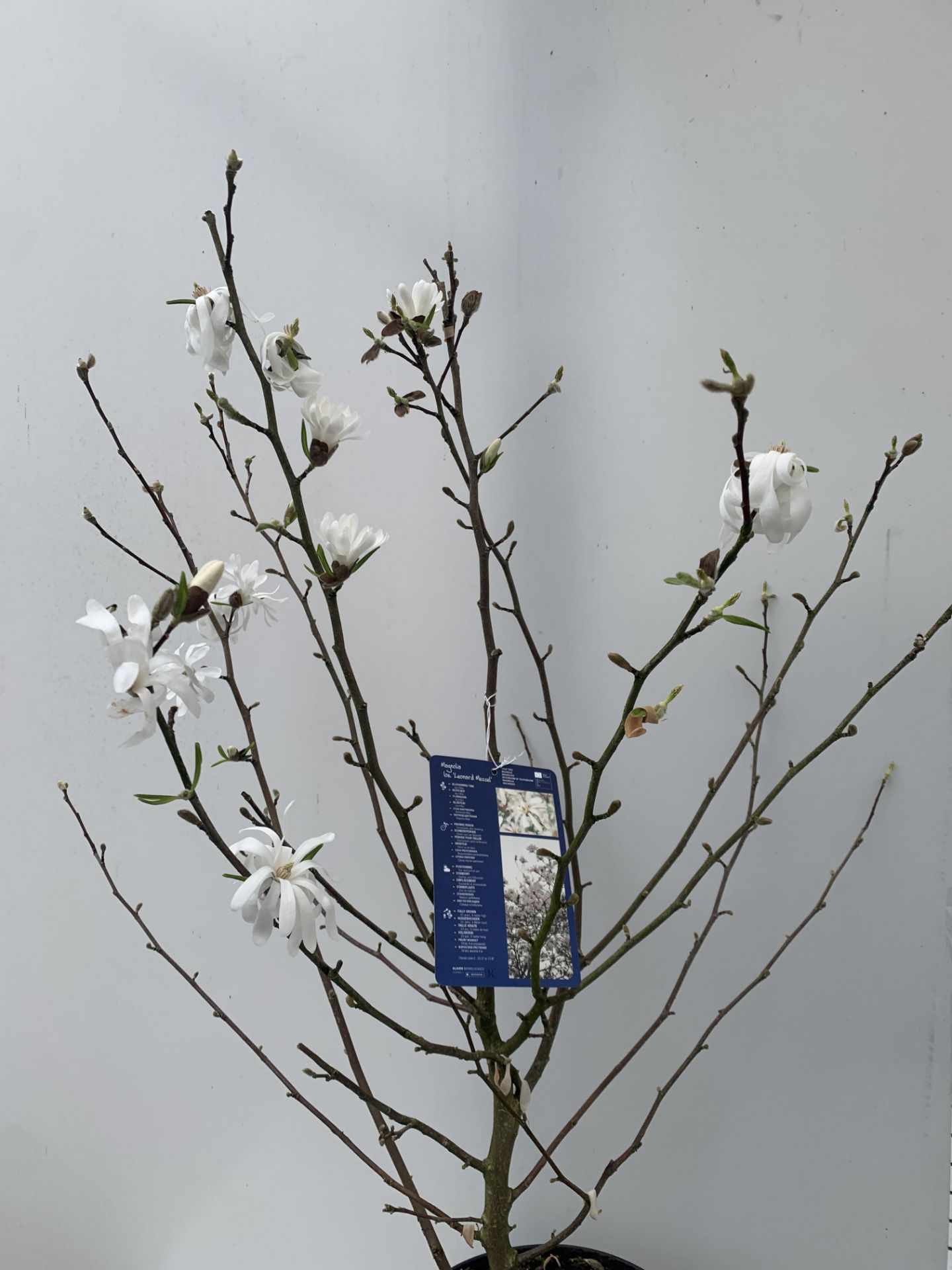 ONE MAGNOLIA LOEBNERI WHITE 'LEONARD MESSEL' APPROX 120CM IN HEIGHT IN 7 LTR POT PLUS VAT - Image 3 of 10