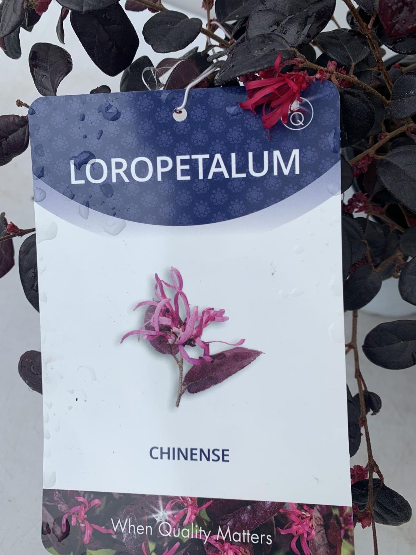 TWO LOROPETALUM CHINESE 'BLACK PEARL' APPROX 45CM IN HEIGHT IN 2 LTR POTS PLUS VAT TO BE SOLD FOR - Image 10 of 12