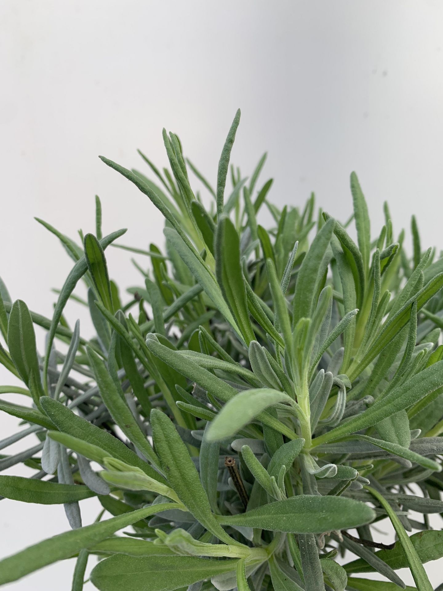 TWO STANDARD LAVANDER PLANTS IN 3 LTR POTS 80CM TALL PLUS VAT TO BE SOLD FOR THE TWO - Image 9 of 10