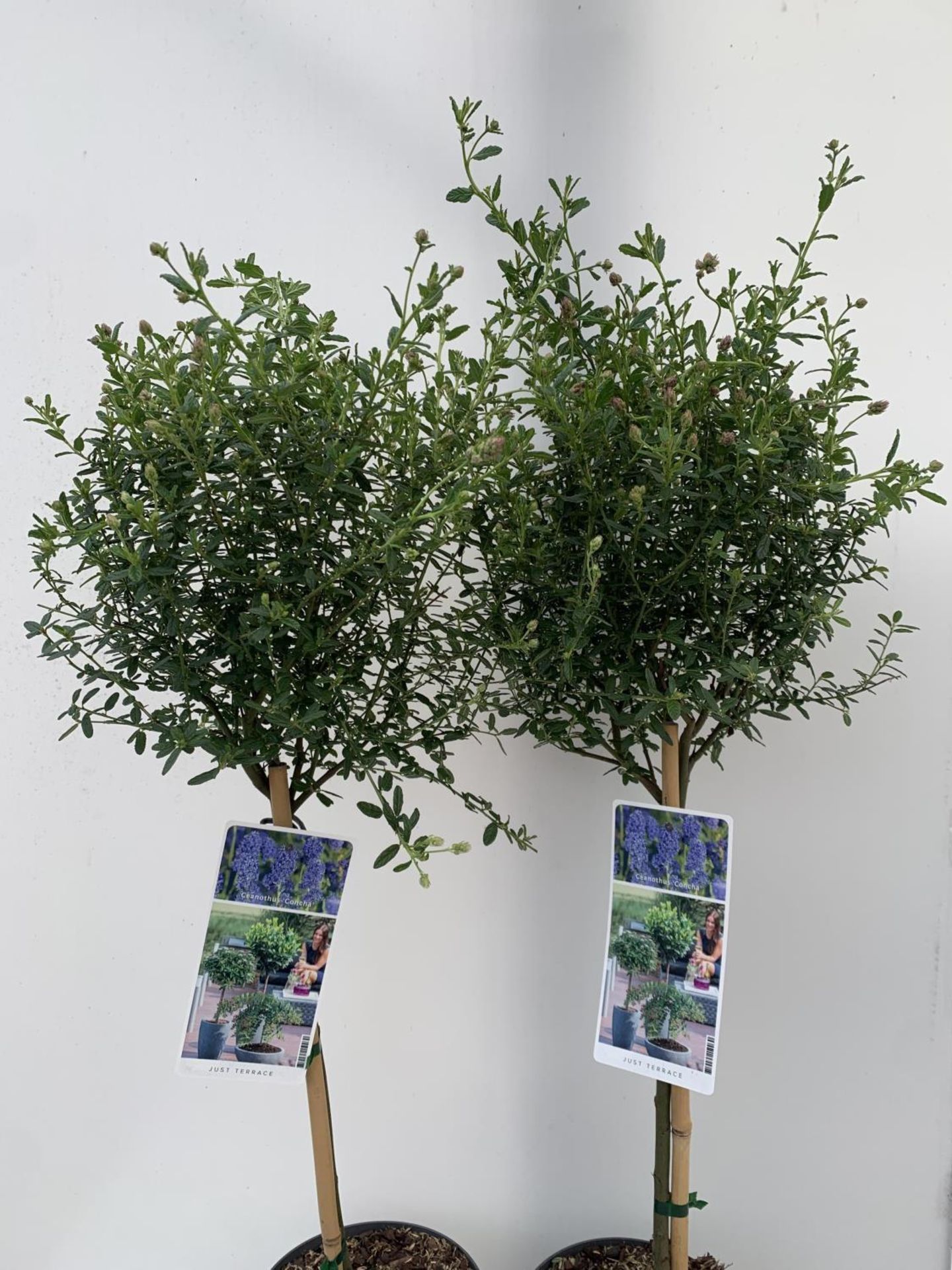 TWO STANDARD CEANOTHUS CONCHA IN 3 LTR POTS OVER 100CM PLUS VAT TO BE SOLD FOR THE TWO - Image 10 of 16