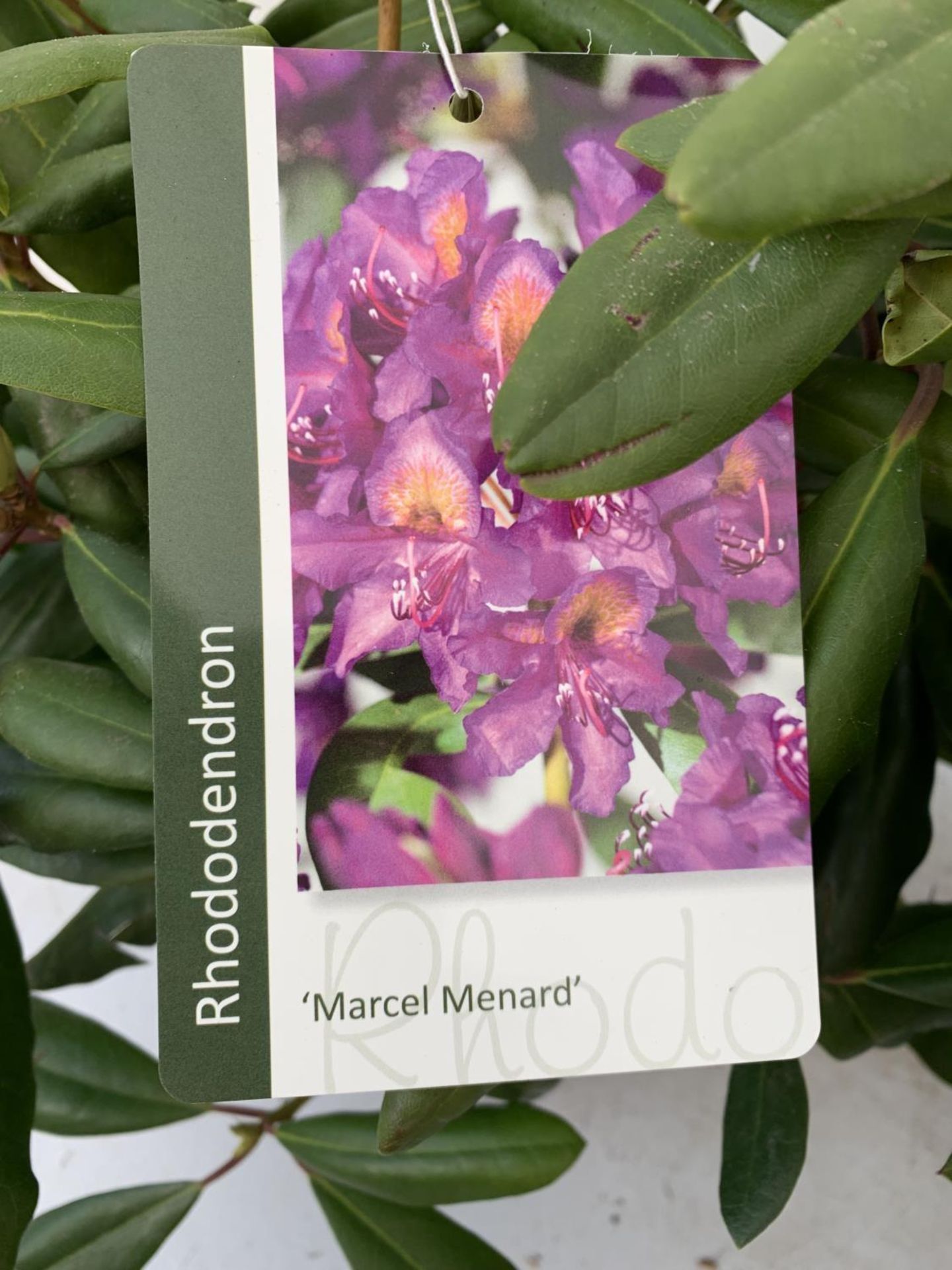 TWO RHODODENDRON MARCEL MENARD AND GERMANIA IN 5 LTR POTS 60CM TALL PLUS VAT TO BE SOLD FOR THE TWO - Image 9 of 10