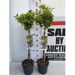 TWO STANDARD EUONYMOUS JAPONICUS MARIEKE IN 3 LTR POTS 90CM TALL PLUS VAT TO BE SOLD FOR THE TWO