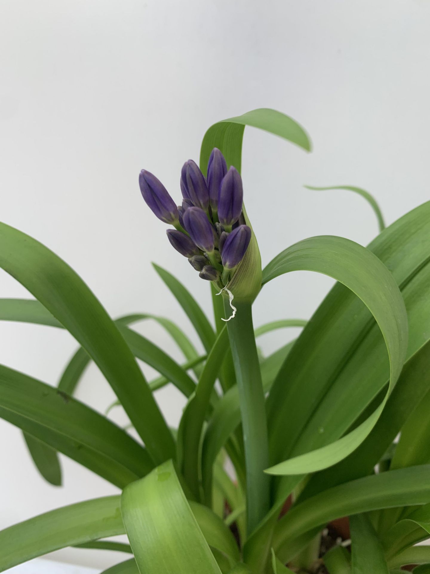 TWO AGAPANTHUS AFRICANUS PURPLE 'BLUE THUNDER'IN A 4 LTR POT APPROX 50CM IN HEIGHT PLUS VAT TO BE - Bild 5 aus 10