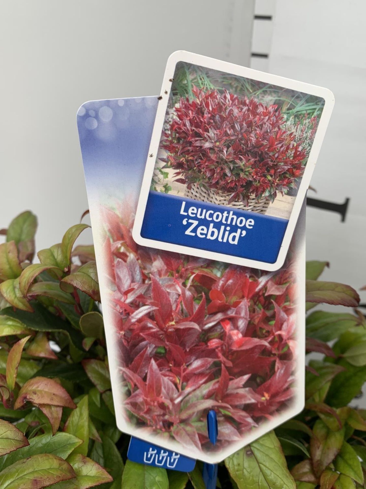 TWO LEUCOTHOE ZEBLID IN 2 LTR POTS 35CM TALL PLUS VAT TO BE SOLD FOR THE TWO - Image 7 of 8