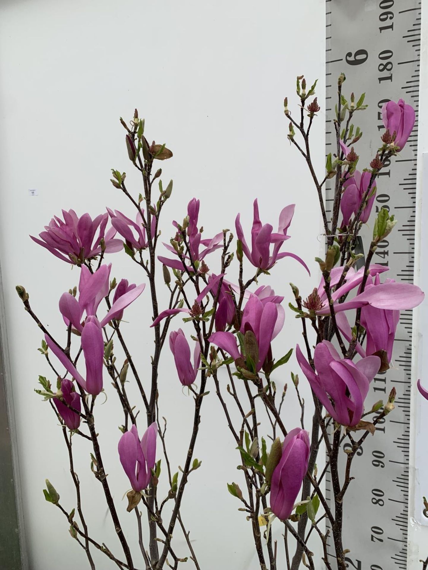 A LARGE MAGNOLIA PINK 'SUSAN' TREE OVER 2 METRES IN HEIGHT IN A 10 LTR POT PLUS VAT - Bild 6 aus 12
