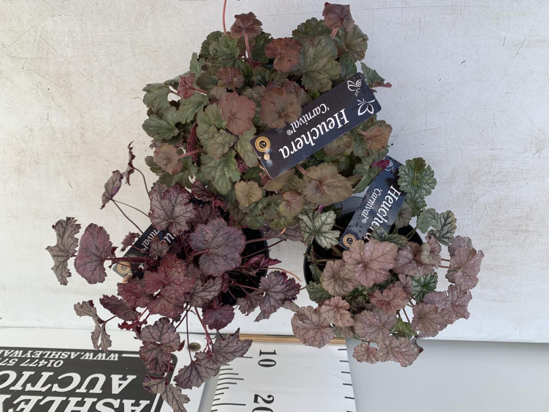 THREE HEUCHERA 'CARNIVAL' IN 2 LTR POTS PLUS VAT TO BE SOLD FOR THE THREE - Image 4 of 8