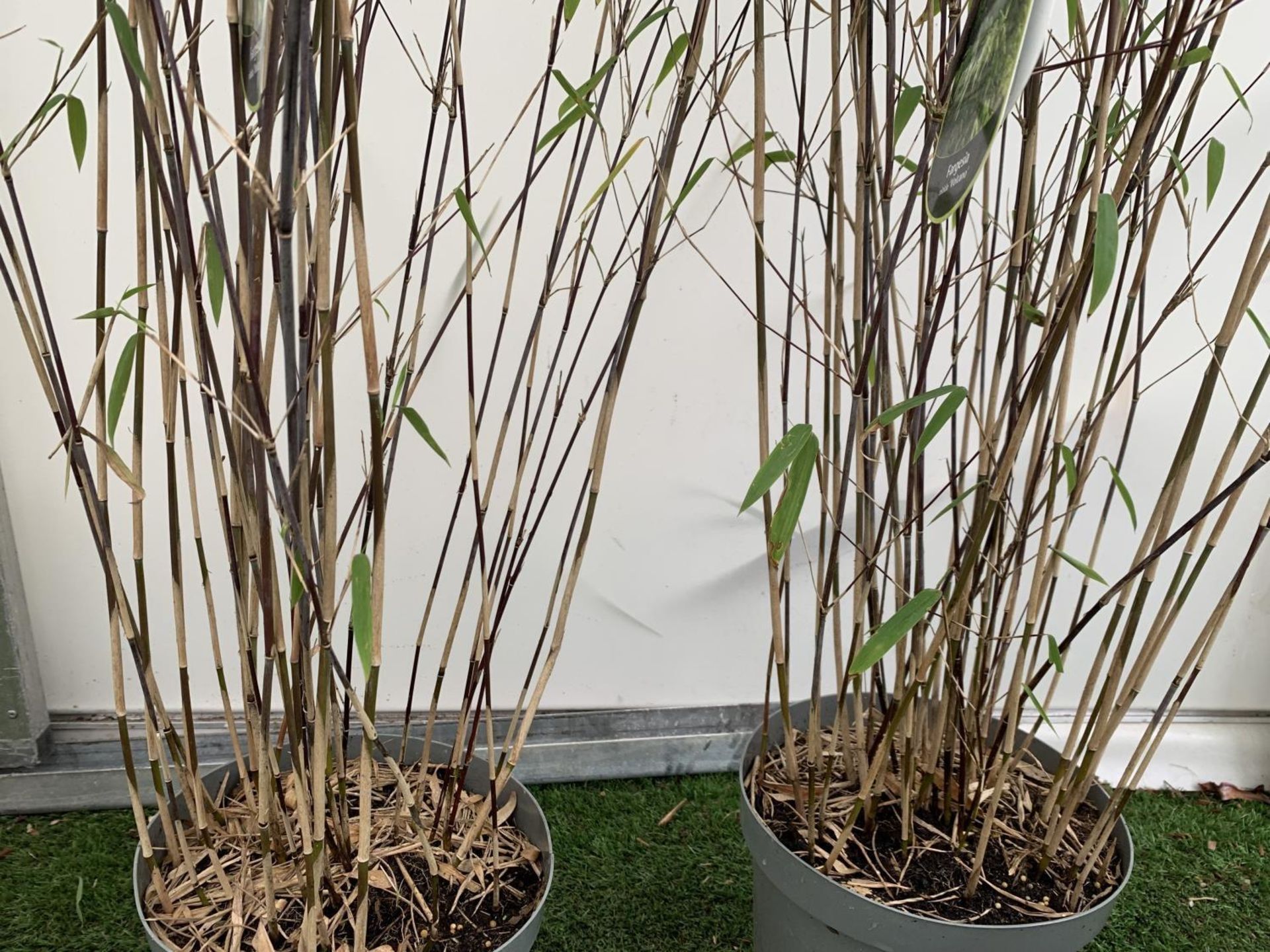 TWO BAMBOO FARGESIA 'VOLCANO' OVER 2 METRES IN HEIGHT IN 5 LTR POTS PLUS VAT TO BE SOLD FOR THE TWO - Bild 6 aus 8