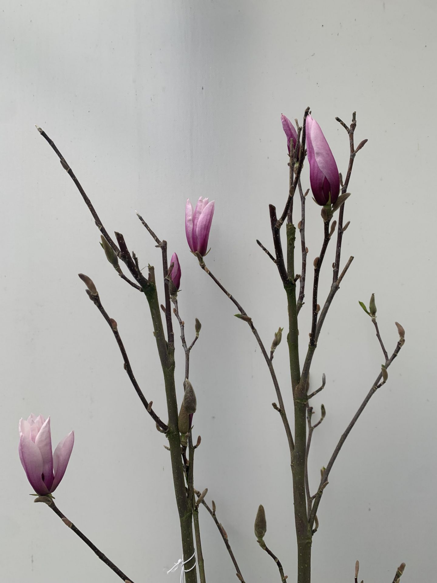 ONE MAGNOLIA PINK 'BETTY' APPROX 120CM IN HEIGHT IN 7 LTR POT PLUS VAT - Image 3 of 12