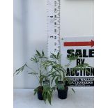 TWO FATSIA JUNGLE GARDEN POLYCARPA GREEN FINGERS IN 2 LTR POTS 70CM TALL PLUS VAT TO BE SOLD FOR THE