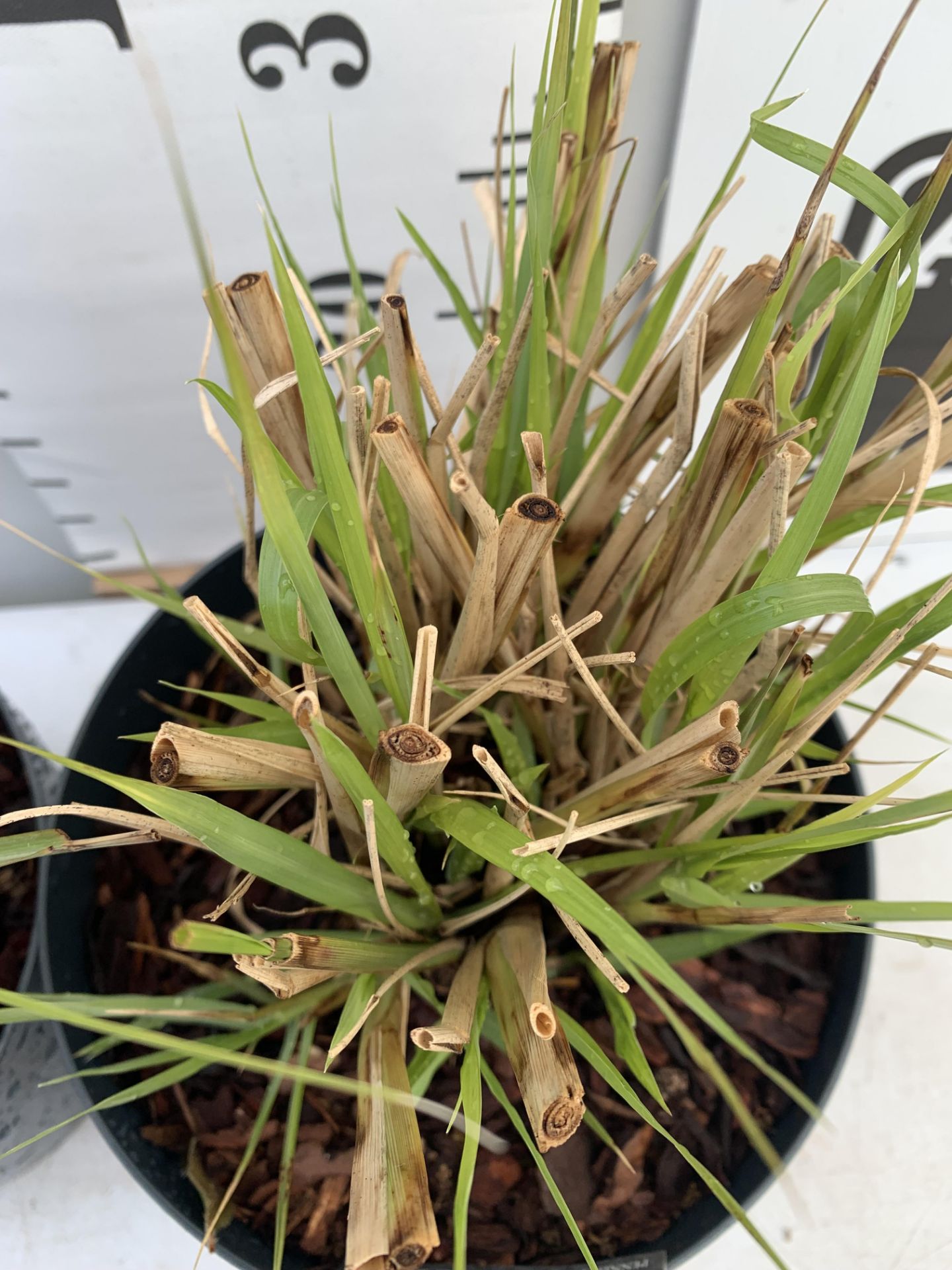 TWO ORNAMENTAL GRASSES PENNISETUM 'REDHEAD' IN 4 LTR POTS APPROX 60CM IN HEIGHT PLUS VAT TO BE - Image 5 of 8