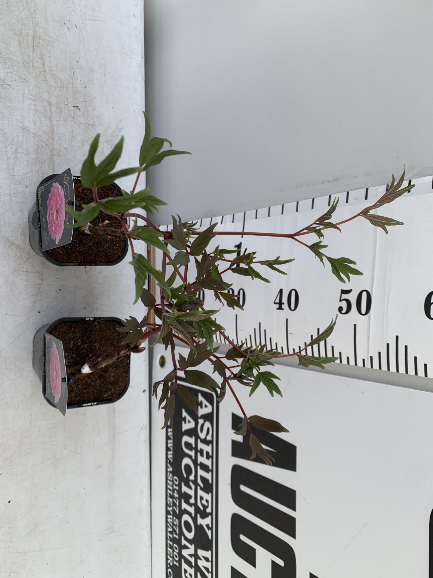 TWO PAEONIA SUFFRUCTICOSA JAPANESE TREE PAEONIES IN PINK IN 1 LTR POTS HEIGHT 50CM PLUS VAT TO BE - Image 4 of 10