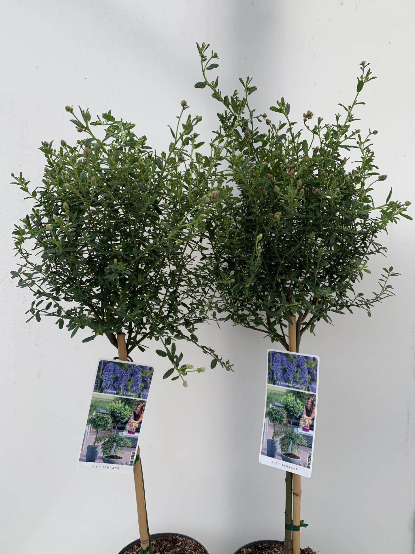 TWO STANDARD CEANOTHUS CONCHA IN 3 LTR POTS OVER 100CM PLUS VAT TO BE SOLD FOR THE TWO - Image 9 of 16