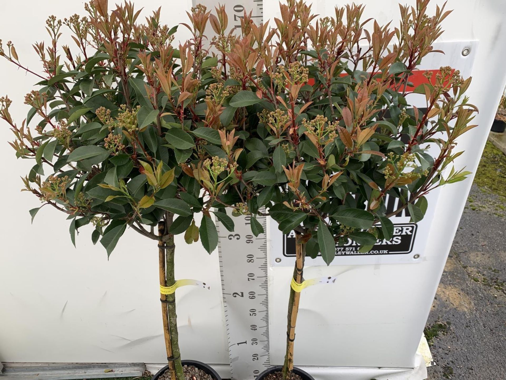TWO PHOTINIA FRASERI 'RED ROBIN' STANDARD TREES APPROX 180CM IN HEIGHT IN 15 LTR POTS PLUS VAT TO BE - Image 6 of 10